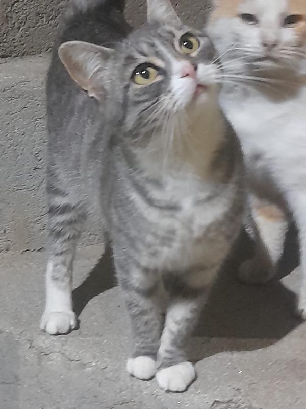 Milù: dolce, affettuosa e in cerca di una casa piena d’amore!” Foto 3
